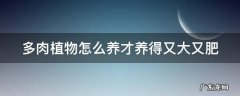 多肉植物怎么养才养得又大又肥 夏季多肉植物怎么养才养得又大又肥