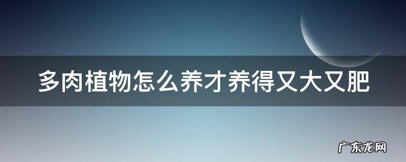 多肉植物怎么养才养得又大又肥 夏季多肉植物怎么养才养得又大又肥