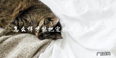 如何将宠物寄送到异地？
