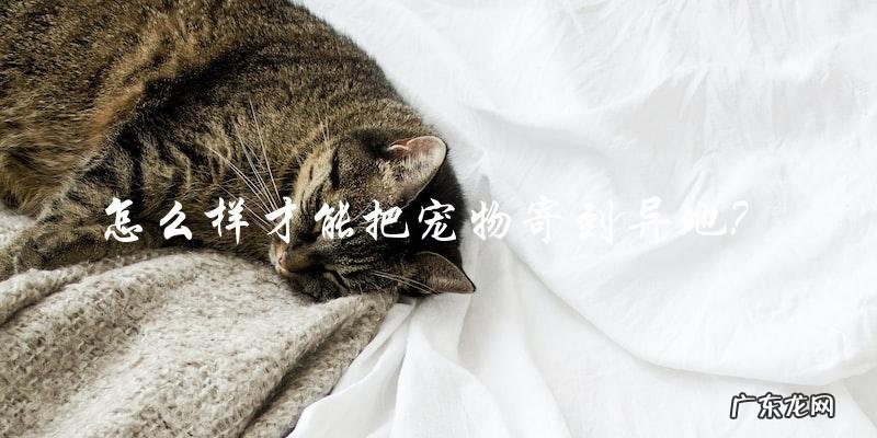 如何将宠物寄送到异地？