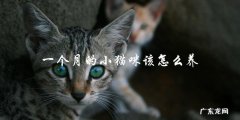 如何在一个月内养好小猫咪？
