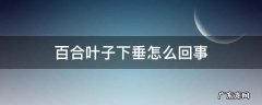 百合叶子下垂怎么回事 百合叶子垂下来