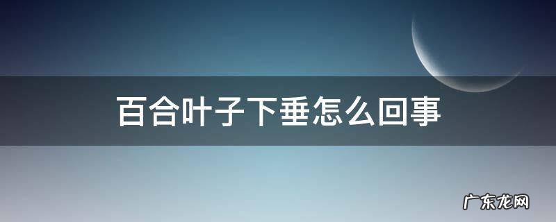百合叶子下垂怎么回事 百合叶子垂下来