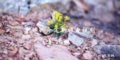 谁是少帅的命定新娘？电视剧引爆悬念！