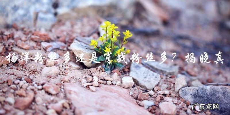 谁是真正的当红偶像?杨洋还是肖战,粉丝数量揭晓!