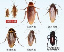 家里有蟑螂怎么解决