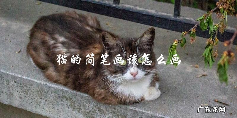 如何画猫的简笔画?