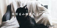 猫咪生小猫需要多长时间才能生出一只？
