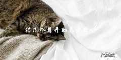 什么时候开始养猫比较合适？