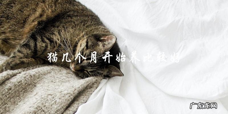 什么时候开始养猫比较合适？