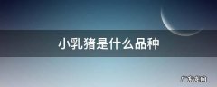 什么小乳猪比较出名 小乳猪是什么品种