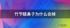 竹节蛏鼻子为什么会掉 竹节蛏死了是什么样子