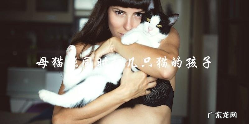 母猫一次能怀多少只猫的孩子?