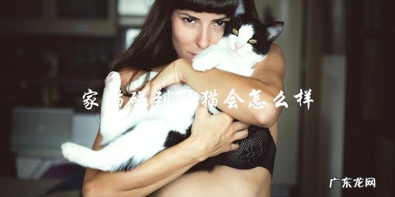 当家猫碰到野猫时,会发生什么?
