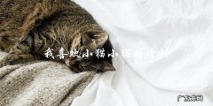 你知道关于小猫小猫的资料吗？