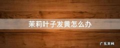 茉莉叶子变黄怎么办 茉莉叶子发黄怎么办