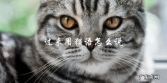 如何用猫语表达过来？