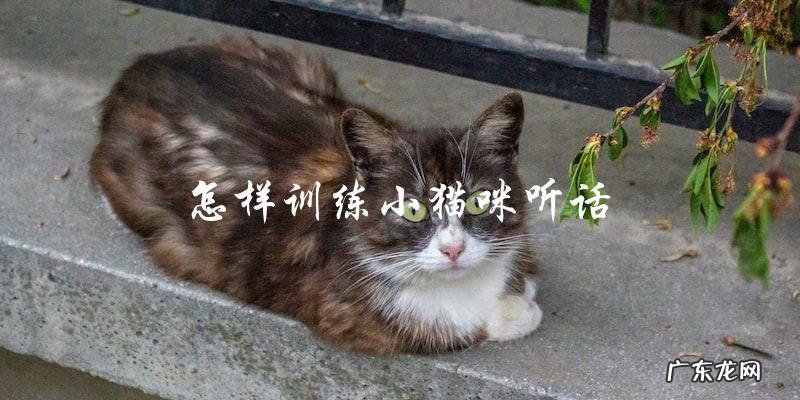 如何培养小猫咪的听从性？