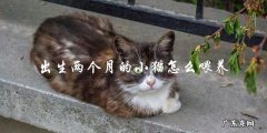 如何喂养刚出生两个月的小猫？
