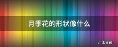 月季花的形状像什么 月季花的形状是什么样子的