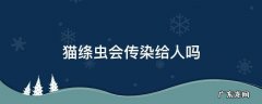 猫绦虫会传染给人吗 猫绦虫能传染给人么