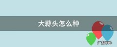大蒜头怎么种植水培 大蒜头怎么种