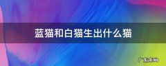 英短蓝猫和白猫生出什么猫 蓝猫和白猫生出什么猫