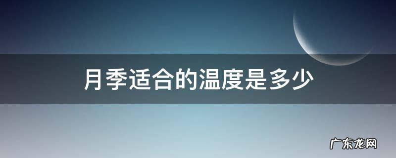 月季适合的温度是多少 月季的适宜温度是多少