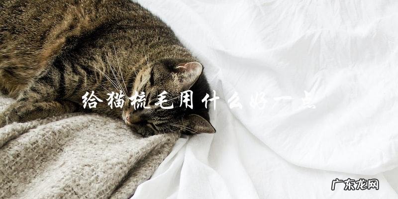 什么是最好的猫毛梳理工具?
