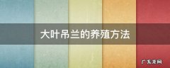 大叶吊兰的养殖方法 大叶吊兰怎么养