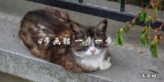 如何用4步画猫？一步一步教你！