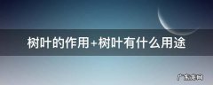 树叶的作用 树叶的作用有哪些