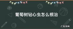 葡萄树钻心虫怎么根治 葡萄树长钻心虫要用什么药