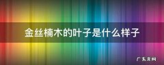 金丝楠木的叶子是什么样子 金丝楠木图片