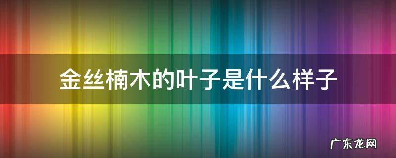 金丝楠木的叶子是什么样子 金丝楠木图片
