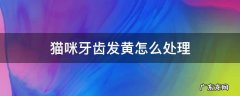 猫咪牙齿发黄是怎么回事 猫咪牙齿发黄怎么处理