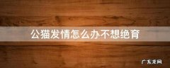 公猫发情怎么办不想绝育
