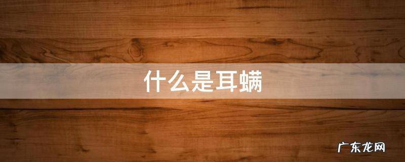什么是耳螨 什么是耳螨泰迪狗
