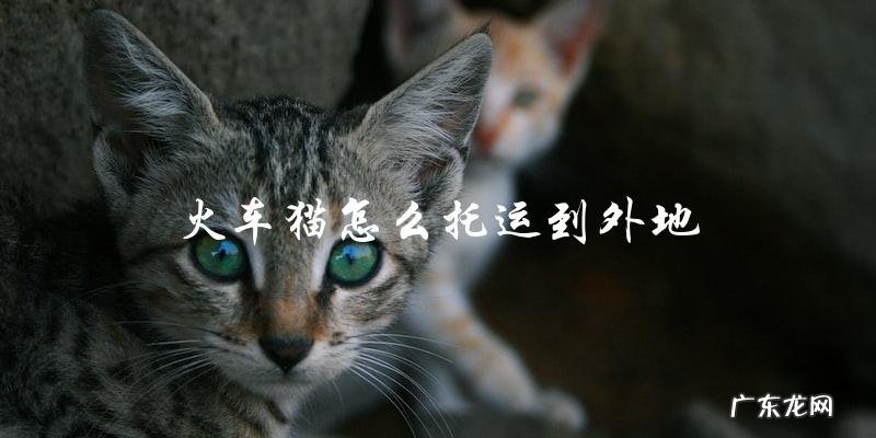 如何将火车猫安全托运到外地?