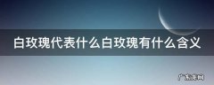 白玫瑰代表什么白玫瑰有什么含义