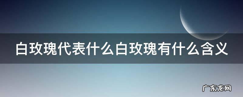 白玫瑰代表什么白玫瑰有什么含义