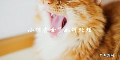 如何处理小猫去世的情况？