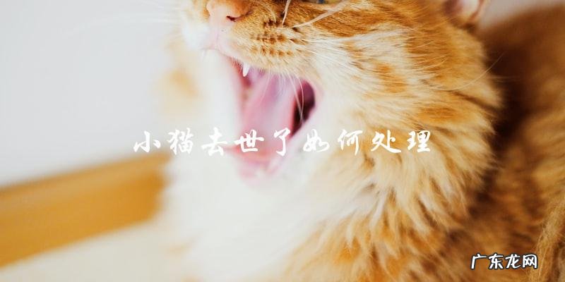 如何处理小猫去世的情况?