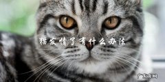 猫咪发情了怎么办？