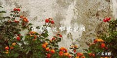 杨幂夺得哪些大奖，成就惊人！