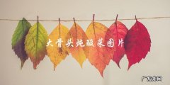 大骨头炖酸菜图片