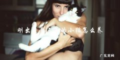 如何正确照顾刚出生两三天的小猫？