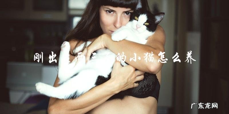 如何正确照顾刚出生两三天的小猫?