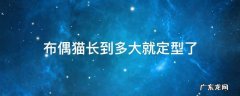 布偶猫长到多大就定型了 布偶猫能长到多大就定型了