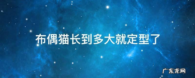 布偶猫长到多大就定型了 布偶猫能长到多大就定型了